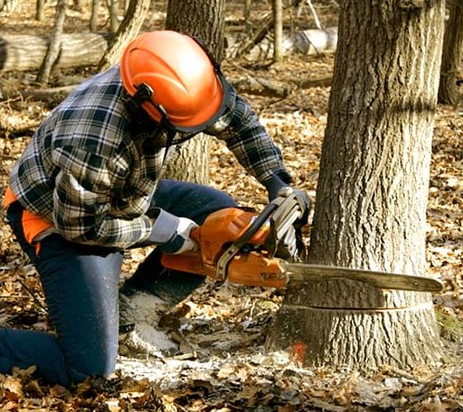 Tree Removal in Pine Bluff, AR